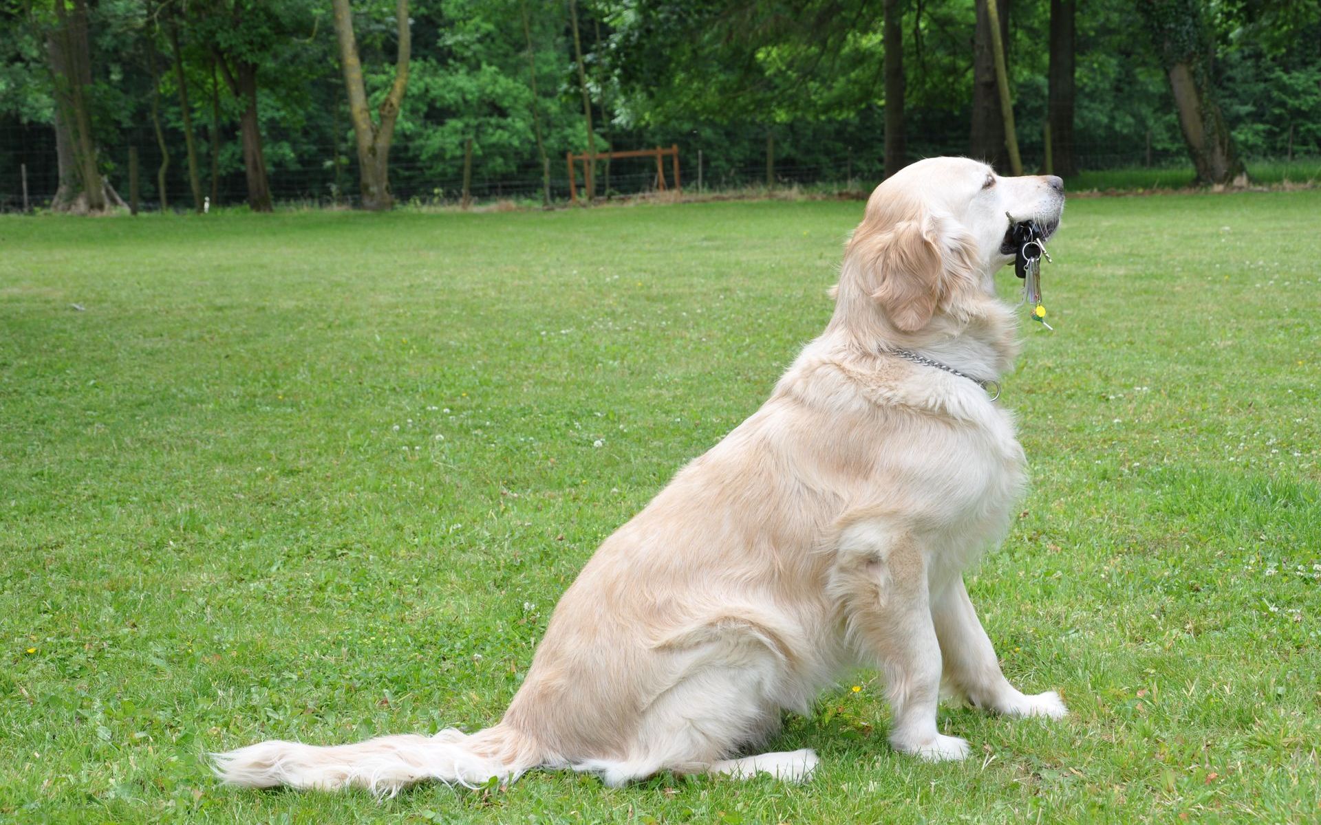 golden retriever shades nos chiens d aides nos chiens d assistances golden retriever shades nos chiens d aides nos chiens d assistances